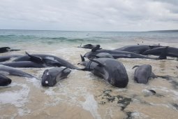 Ratusan paus mati terdampar di Australia