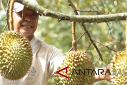 'RSF' adakan 'Festival Makan Durian' di Tajun-Buleleng