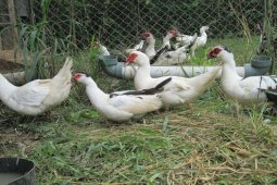 Batasi pakan, peneliti IPB buktikan entok tetap produktif bertelur