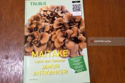 Jamur Maitake Sembuhkan Kanker, Faktanya Ditelusuri