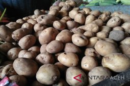 Kebutuhan kentang di Banda Aceh 7 ton/minggu