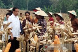 Di Tuban Jokowi Panen Jagung-Tanam Jati (Video)
