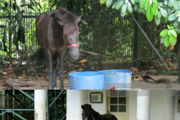 Dua Kuda Laporan Jokowi oleh KPK Dititpkan ke Istana Bogor (Video)