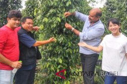 Gubernur Erzaldi: strategi promosi lada mulai membuahkan hasil