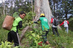 Balitbanghut Research a Large Red Durian Tree