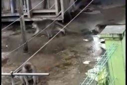 Ada warga Jatiasih Bekasi digigit monyet liar