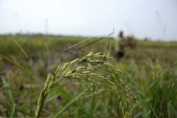 Produksi Panen Padi Di Lebak 16.242 Hektare