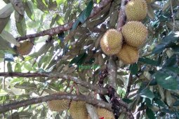 Buah Khas Kalimantan