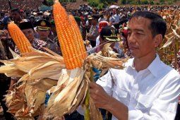 Presiden panen jagung