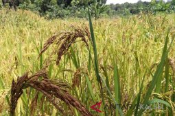 Bulog: Farmers' rice price stable at IDR 8,200/kg