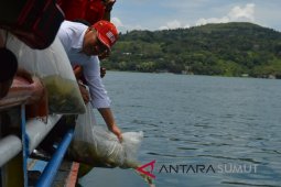 Nikson-Sarlandy tabur 75 ribu Nila di Danau Toba