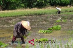 Petani Kalsel Masih Keluhkan Saprodi