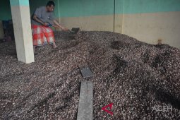 Harga pinang anjlok di Abdya