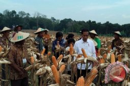 Presiden: Petani keluhkan ketersediaan dan harga pupuk