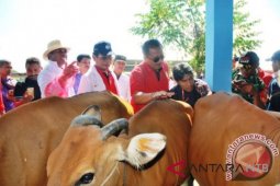 Program upsus siwab sasar ratusan sapi