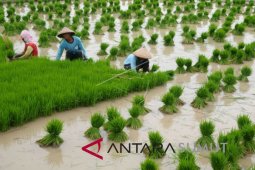 Pemprov Sumut targetkan produktivitas padi 8 ton per hektare