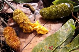 Tim Kementerian LHK verifikasi perhutanan sosial di Tabalong