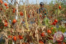 Tak Ada Harganya, Tomat  Dibiarkan Membusuk di Pohon