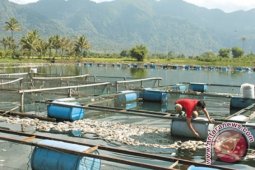 Walhi dukung penertiban keramba danau toba