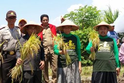 Pemkab Situbondo Panen Perdana Padi Perlakuan Organik (Video)