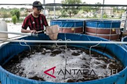 PT Timah kembangkan budi daya ikan tawar dengan bioflok