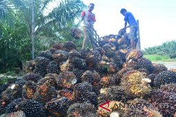 Indonesia terus promosikan industri sawit berkelanjutan ke Eropa