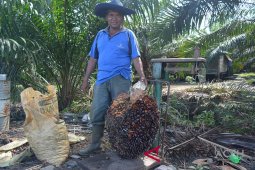 Sosok mantan pejabat Abdya jadi petani sukses