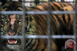 (Foto) Evakuasi Harimau Sumatera