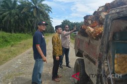 Pemerintah diminta turun tangan atasi harga sawit