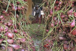 Harga bawang lokal Garut anjlok