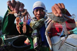 Harga Rajungan Naik