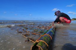 Harga Rumput Laut Melonjak
