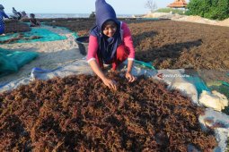 Harga Rumput Laut Turun