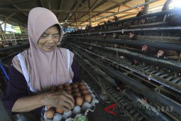 Satpol PP Cianjur segel peternakan ayam tak berizin
