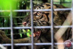 Tiga harimau sumatera turun ke jalan desa