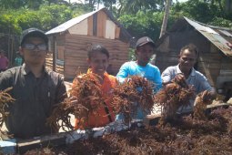 Petani rumput laut Lermatang butuh bantuan pemerintah