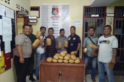 Polisi amankan pembawa 31 kilogram ganja