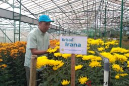 Tiga varietas tanaman hias unggulan dikembangkan Kementan