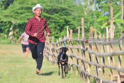 Kerapan Kambing