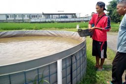 Biogan Memperbaki Sistem Bioflok Lele