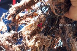 Laut Mukomuko tidak tercemar limbah sawit