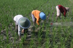 Petani Madura Pasok Kebutuhan Industri Pakan Ternak