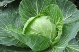 Sayuran jenis  cruciferous  dapat melindungi penyakit kardiovaskular