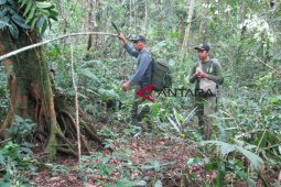 TNKS: Belum ada hutan marga dalam kawasan