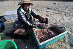 Harga UDang Rebon Turun