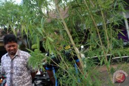Ungkap penanaman ganja