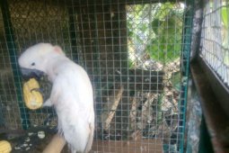 BBKSDA Jatim Ungkap Perdagangan Satwa Dilindungi