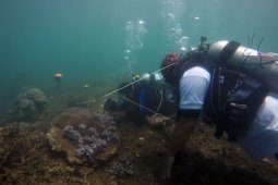 Mengamati biota laut