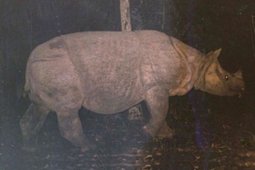 Badak Jawa jantan ditemukan mati di TN Ujung Kulon