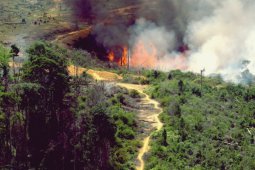 Dua Ribu Anggota TNI/polri Kendalikan Kebakaran Hutan